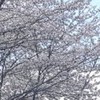  계절시 /벚꽃이 지던 날