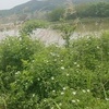 계절시 / 찔레꽃 당신